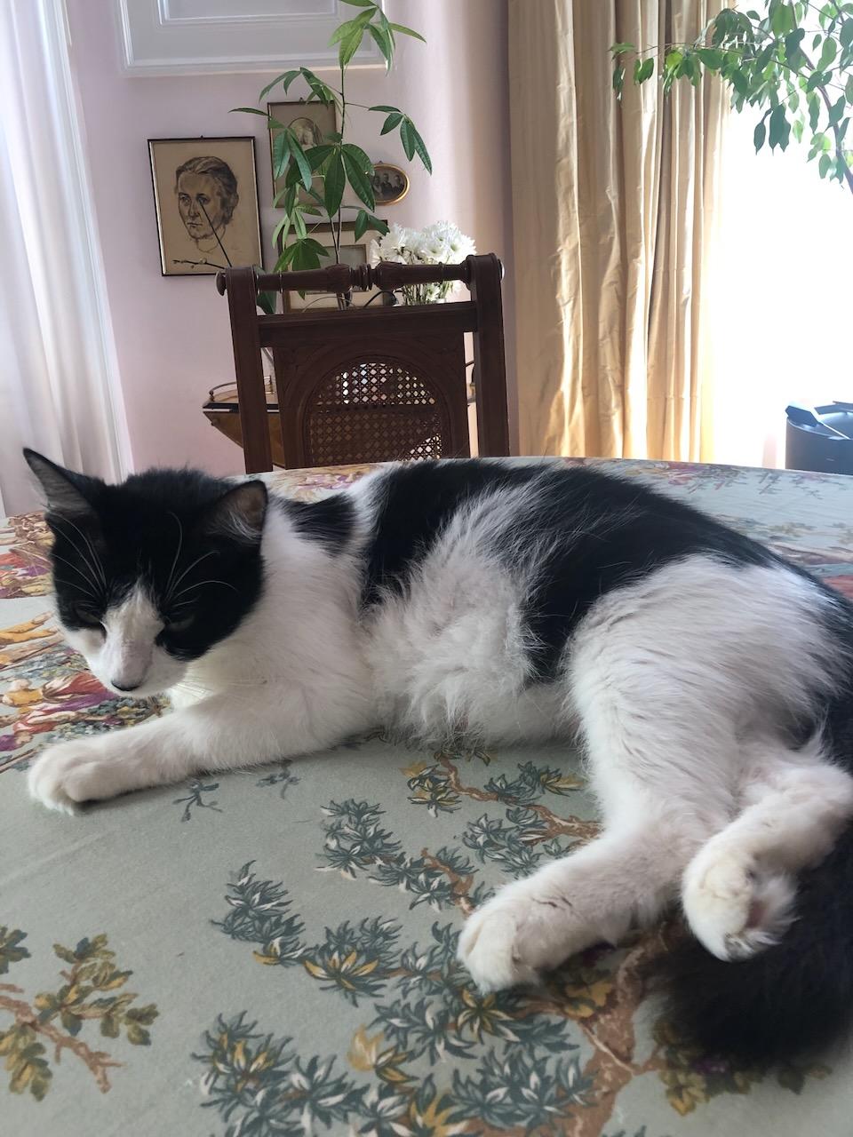 Dahlia, a Adoptable Domestic Short Hair in San Francisco, CA image 2/4