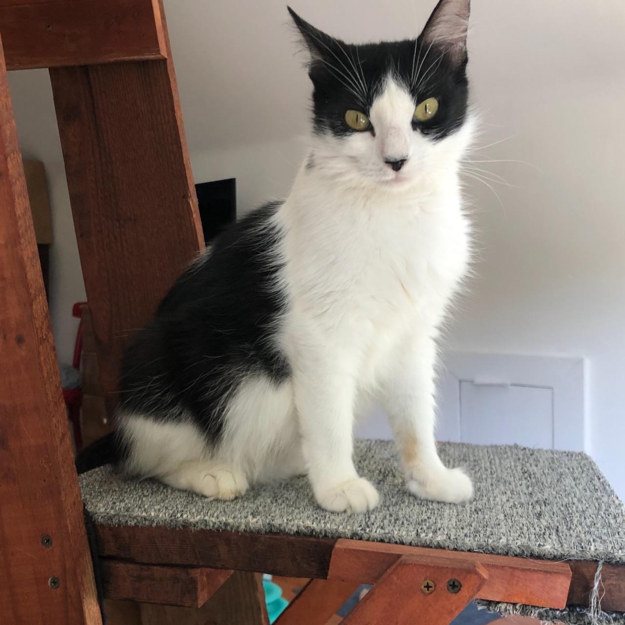 Dahlia, a Adoptable Domestic Short Hair in San Francisco, CA image 3/4