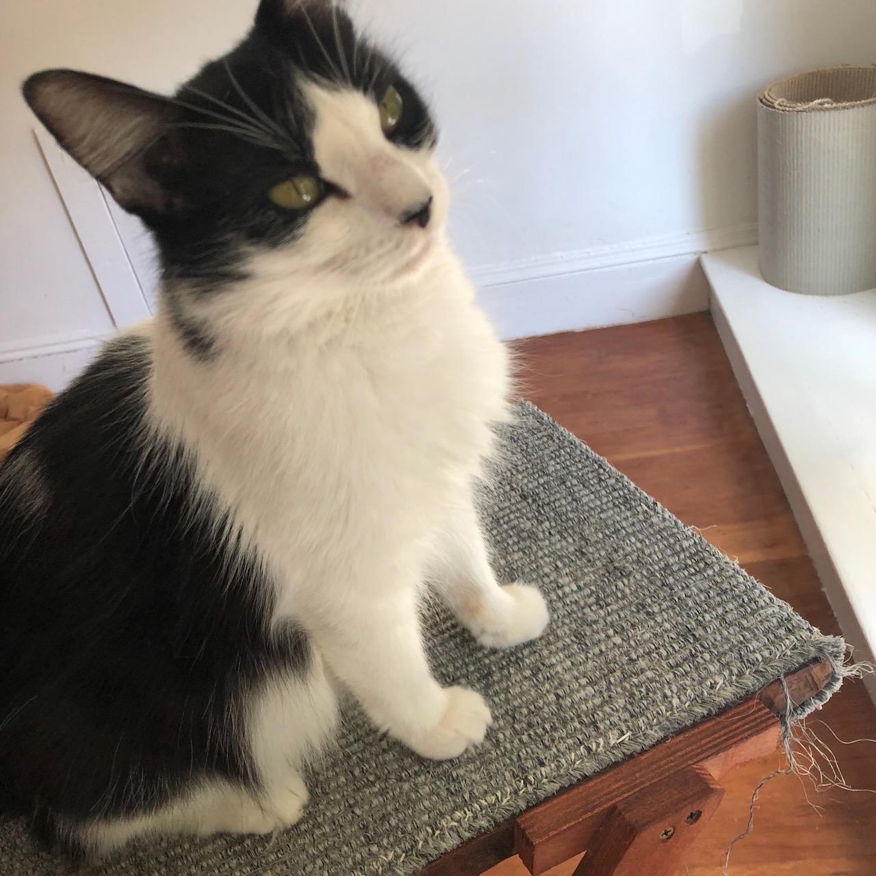 Dahlia, a Adoptable Domestic Short Hair in San Francisco, CA image 4/4