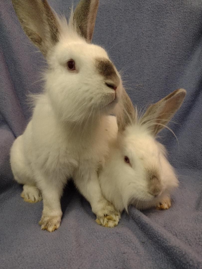 Ziggy and Zeke, Adoptable, Young Male Himalayan & Lionhead.