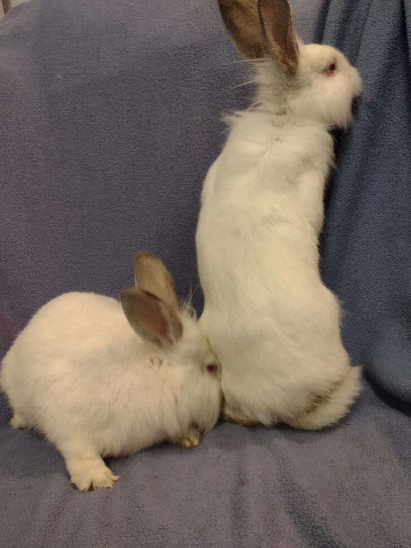 Ziggy and Zeke, a Adoptable mixed breed in Plymouth, MI image 2/4