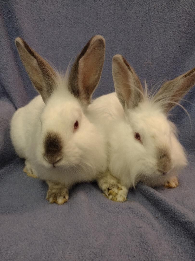 Ziggy and Zeke, a Adoptable mixed breed in Plymouth, MI image 3/4