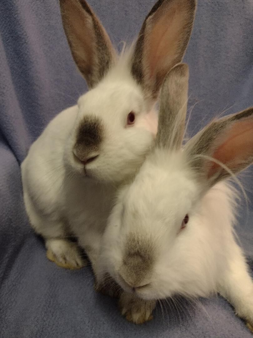 Ziggy and Zeke, a Adoptable mixed breed in Plymouth, MI image 4/4