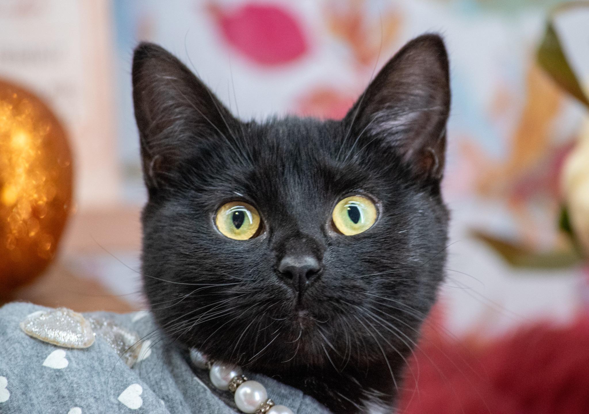 Miss Drumstick Dancer