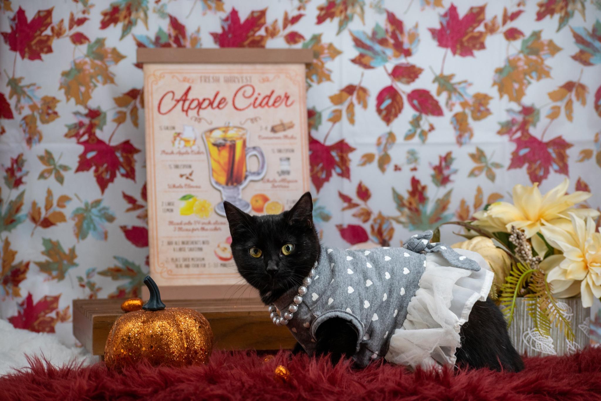 Miss Drumstick Dancer