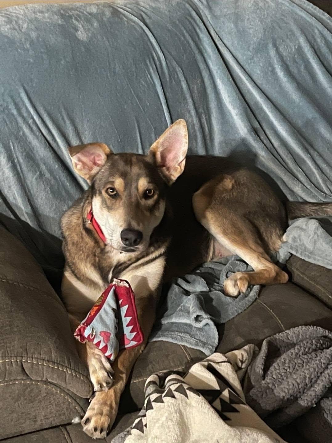 Enlarge Nova, a Adoptable mixed breed in Plattsmouth, NE image 3/5