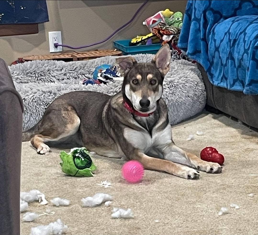 Enlarge Nova, a Adoptable mixed breed in Plattsmouth, NE image 4/5