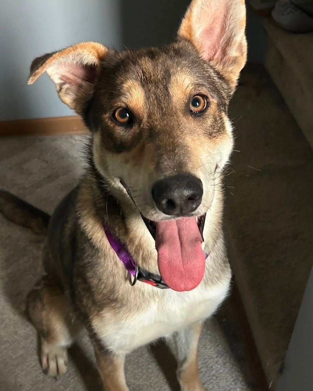 Enlarge Nova, a Adoptable mixed breed in Plattsmouth, NE image 1/5