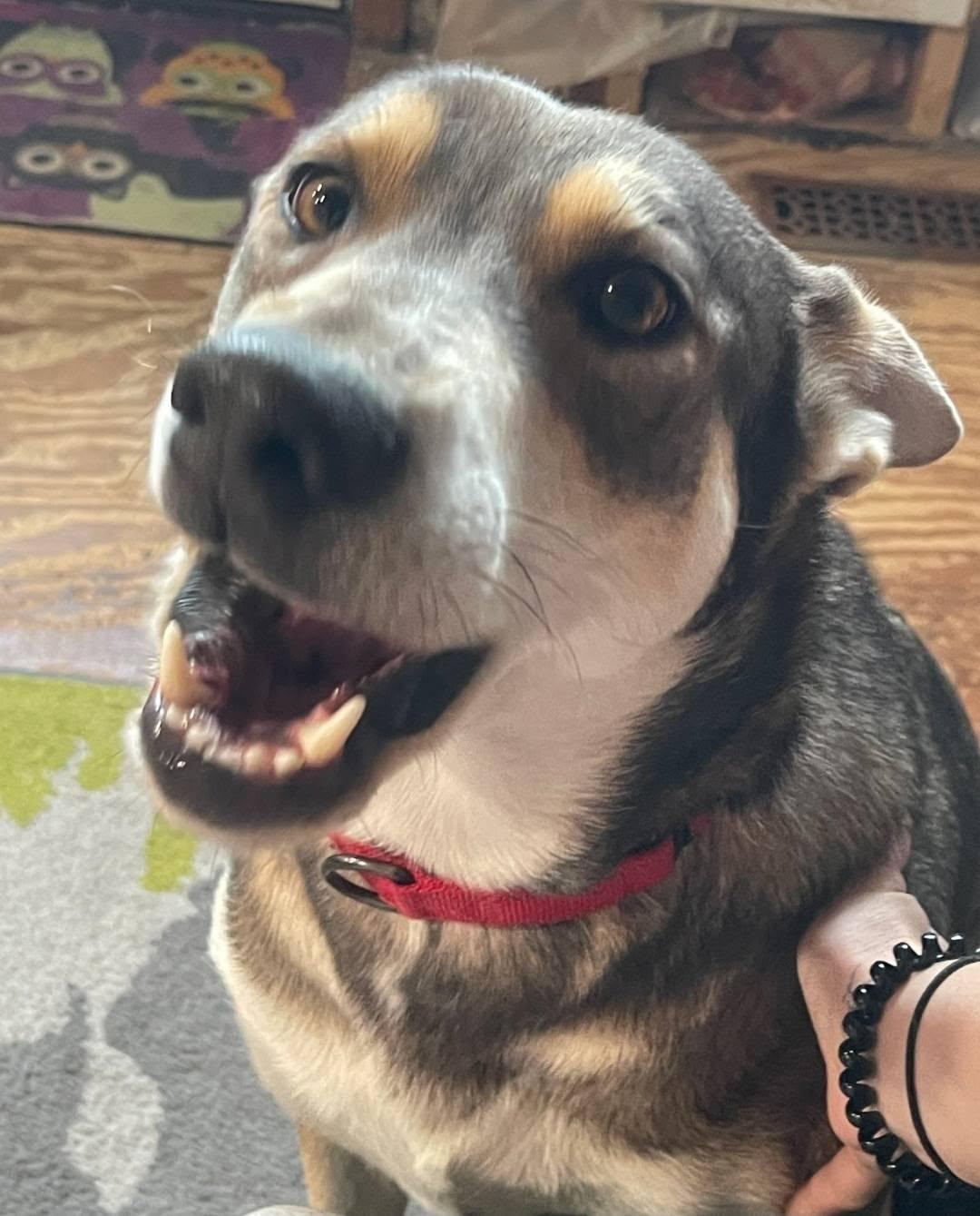 Enlarge Nova, a Adoptable mixed breed in Plattsmouth, NE image 2/5