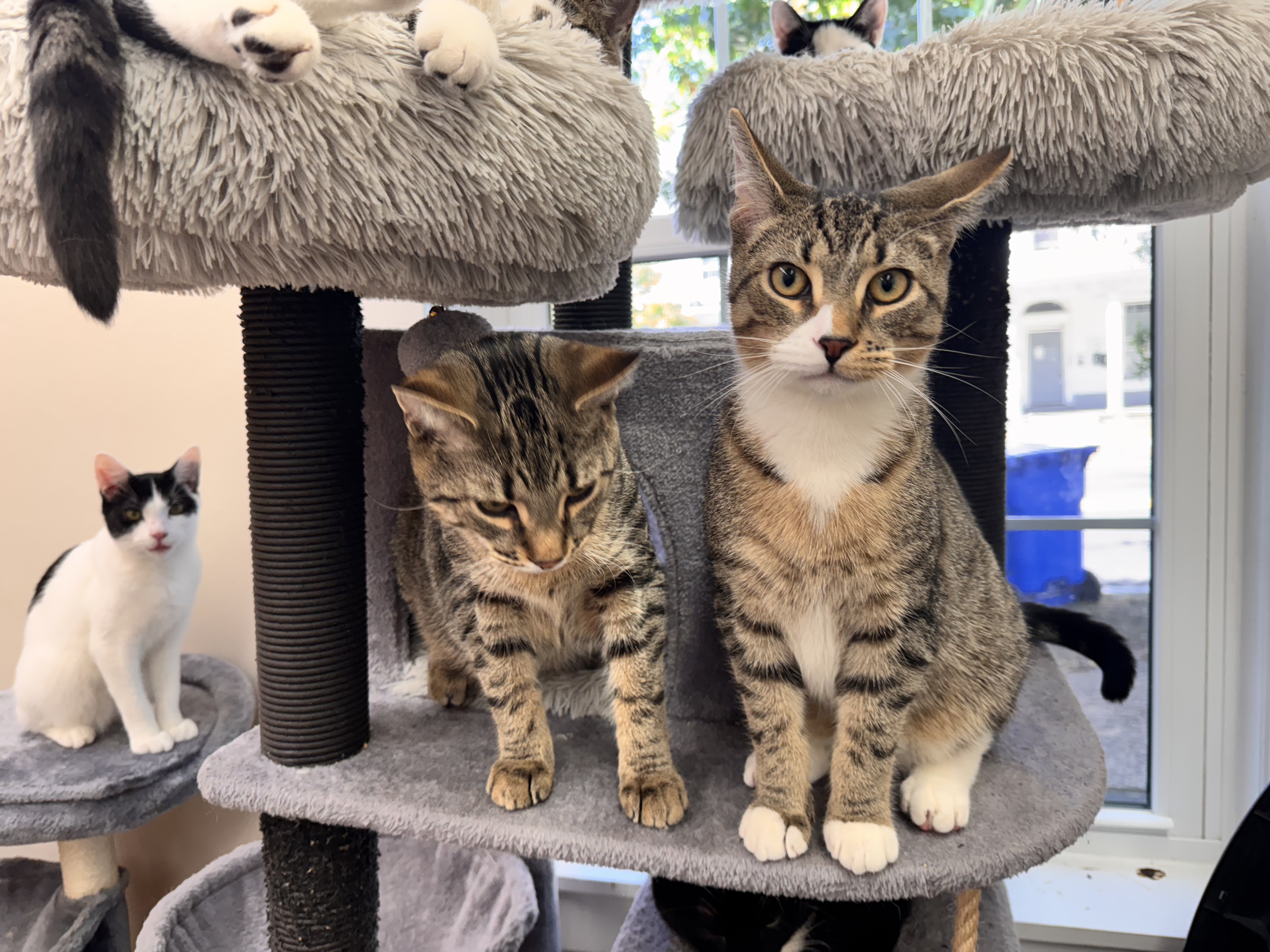 Cat for adoption Owen (and clyde), a Domestic Short Hair in Mount