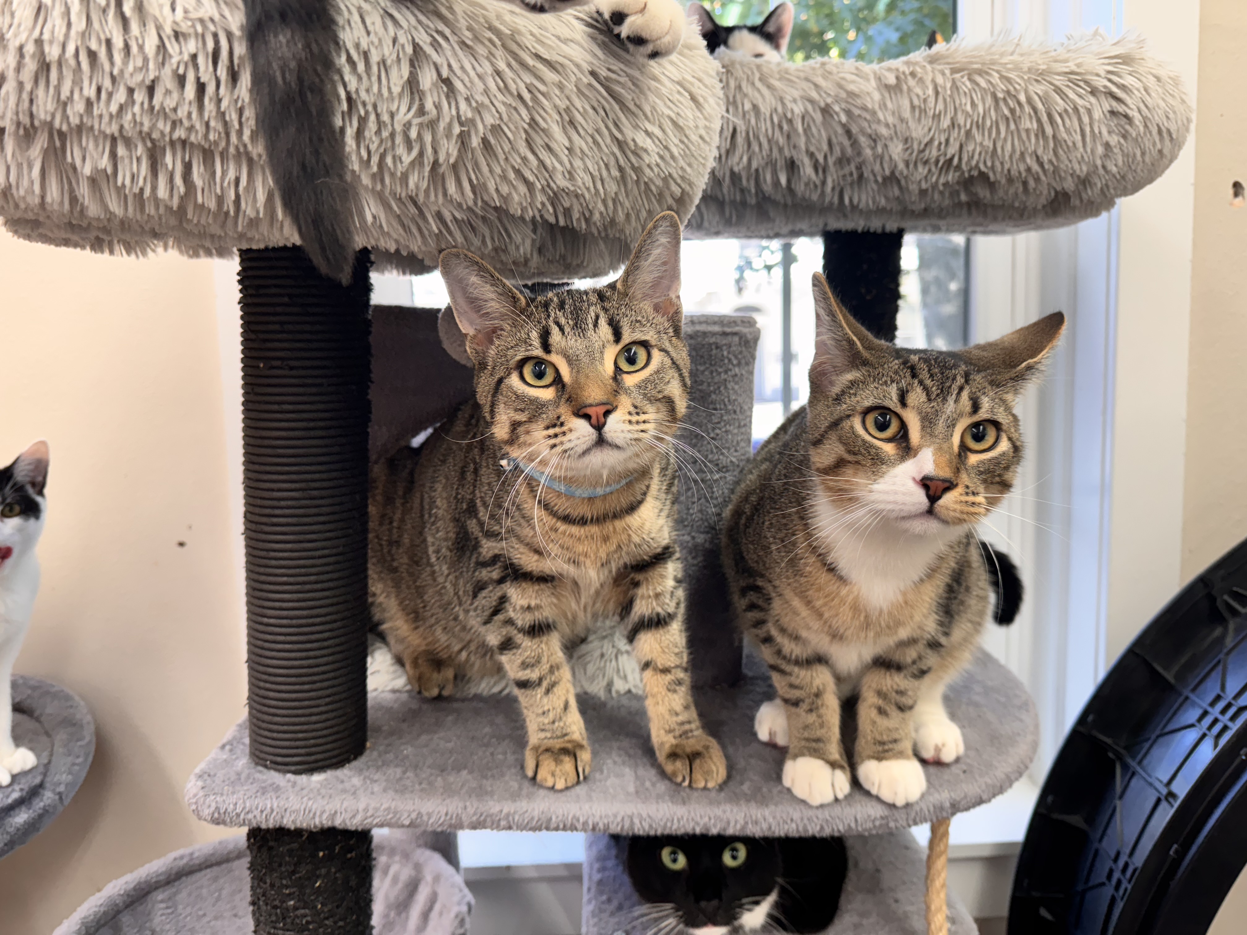 Cat for adoption Owen (and clyde), a Domestic Short Hair in Mount