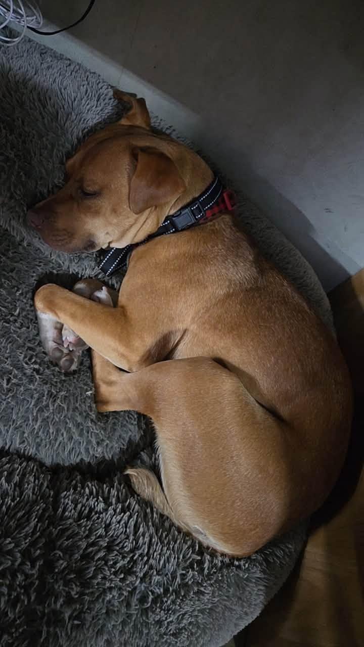 Debbie, a ADOPTABLE Terrier in Sauk City, WI image 5/5