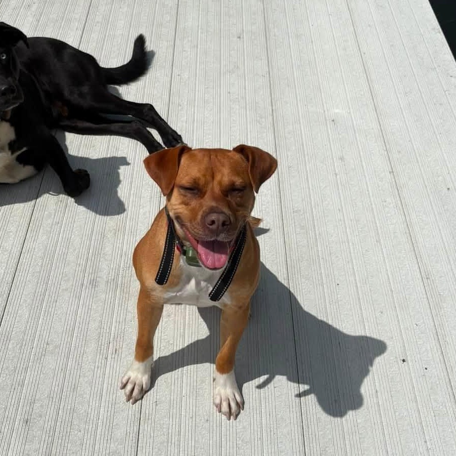 Enlarge Debbie, a ADOPTABLE mixed breed in Sauk City, WI image 2/6