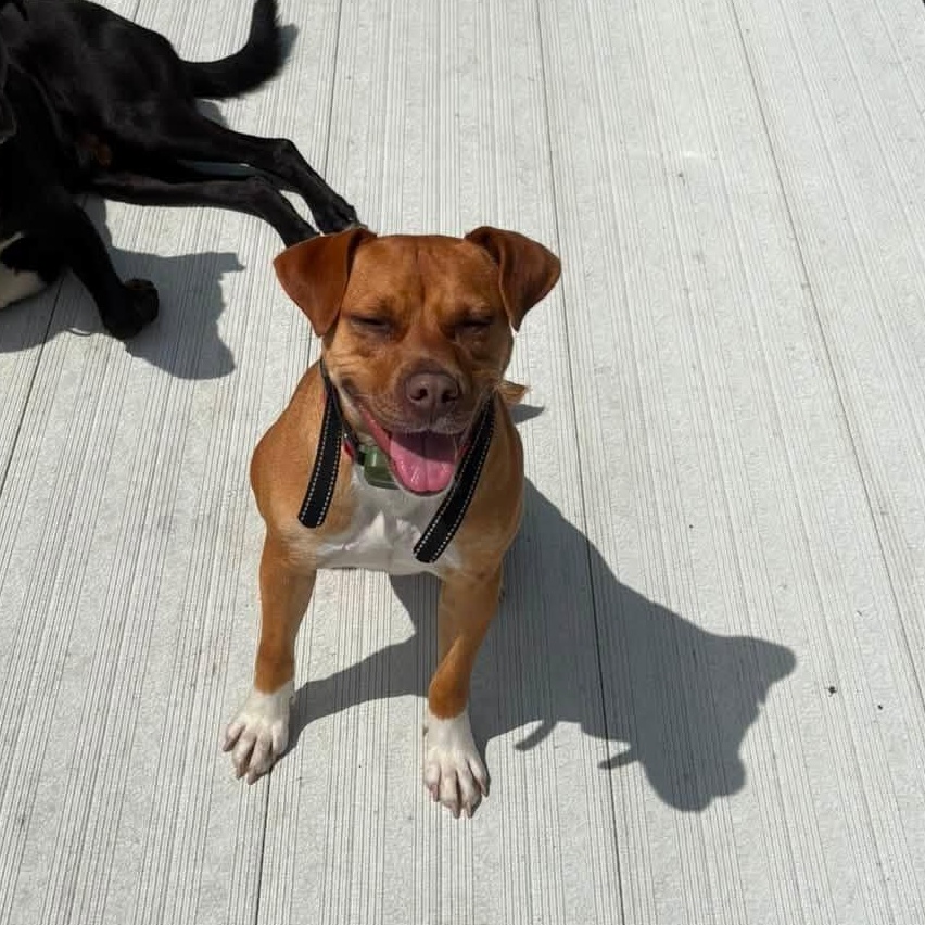 Debbie, a ADOPTABLE Terrier in Sauk City, WI image 3/5