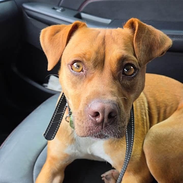 Debbie, ADOPTABLE, Young Female Terrier.