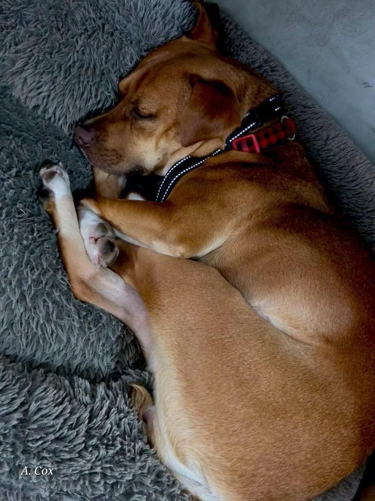 Enlarge Debbie, a ADOPTABLE mixed breed in Sauk City, WI image 4/6