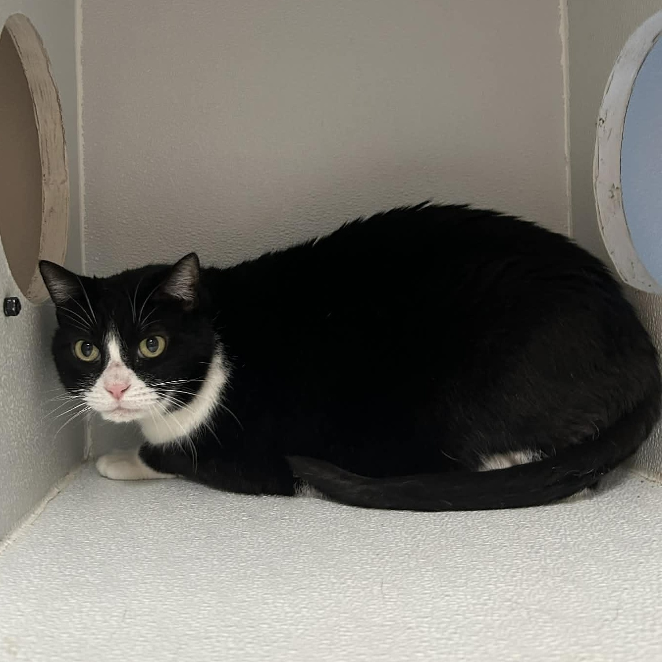 Enlarge Oreo, a ADOPTABLE mixed breed in The Colony, TX image 2/2