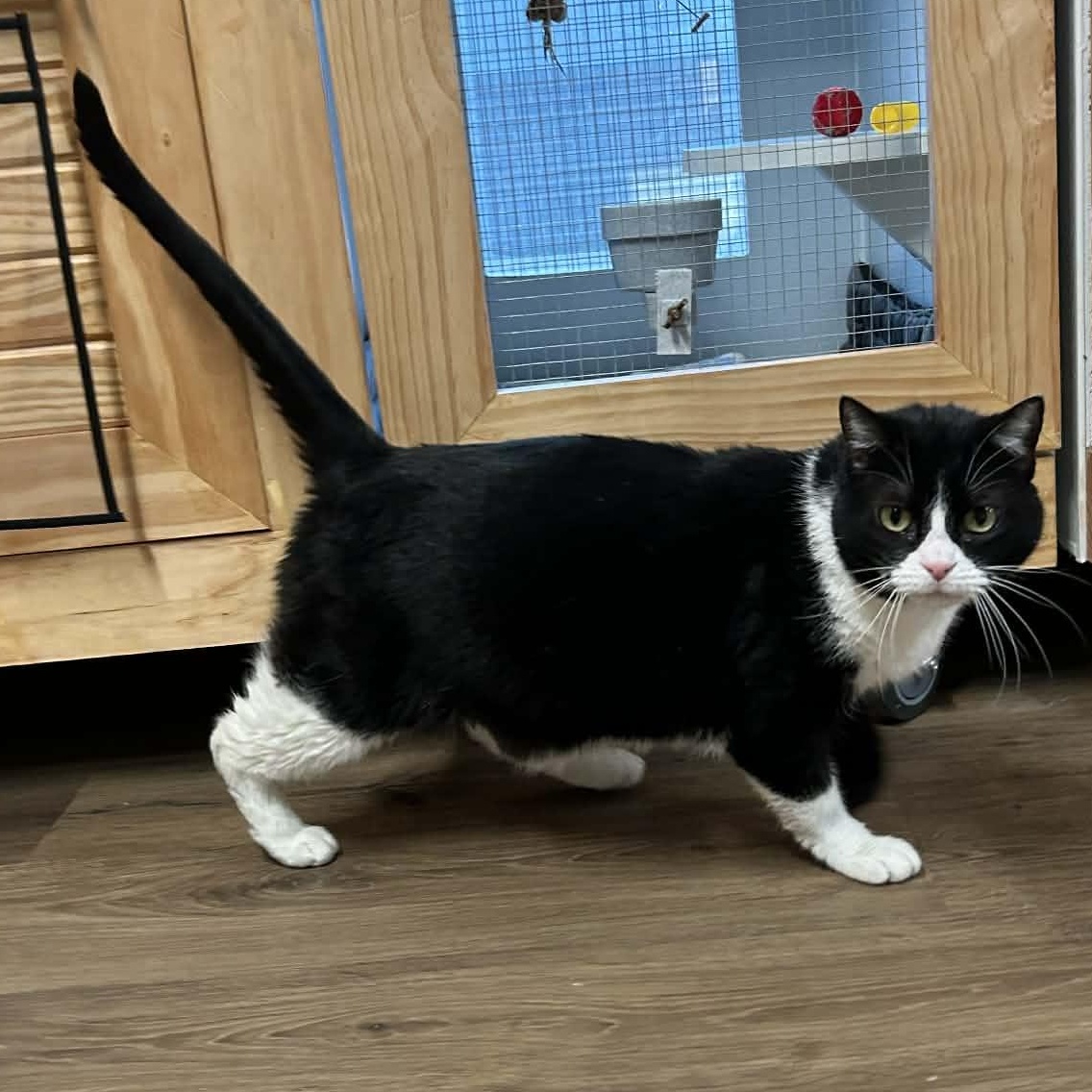 Enlarge Oreo, a ADOPTABLE mixed breed in The Colony, TX image 1/2