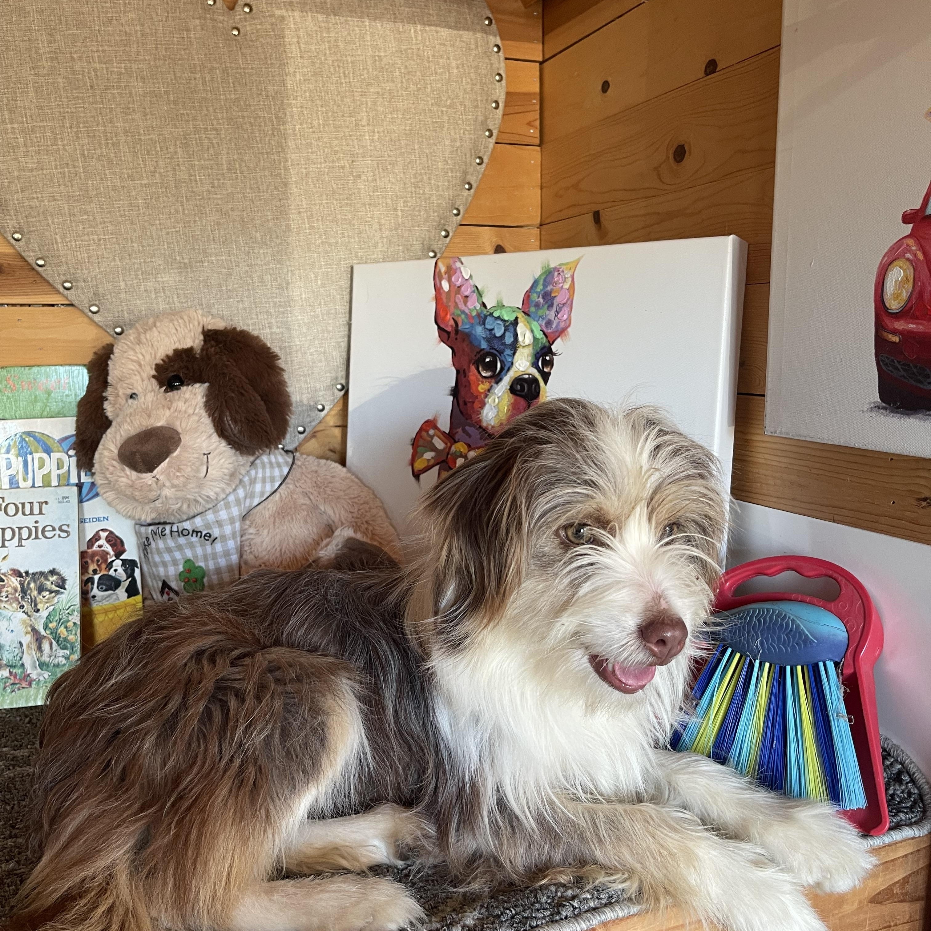 Enlarge Mary, an adopted mixed breed in Vacaville, CA image 1/3