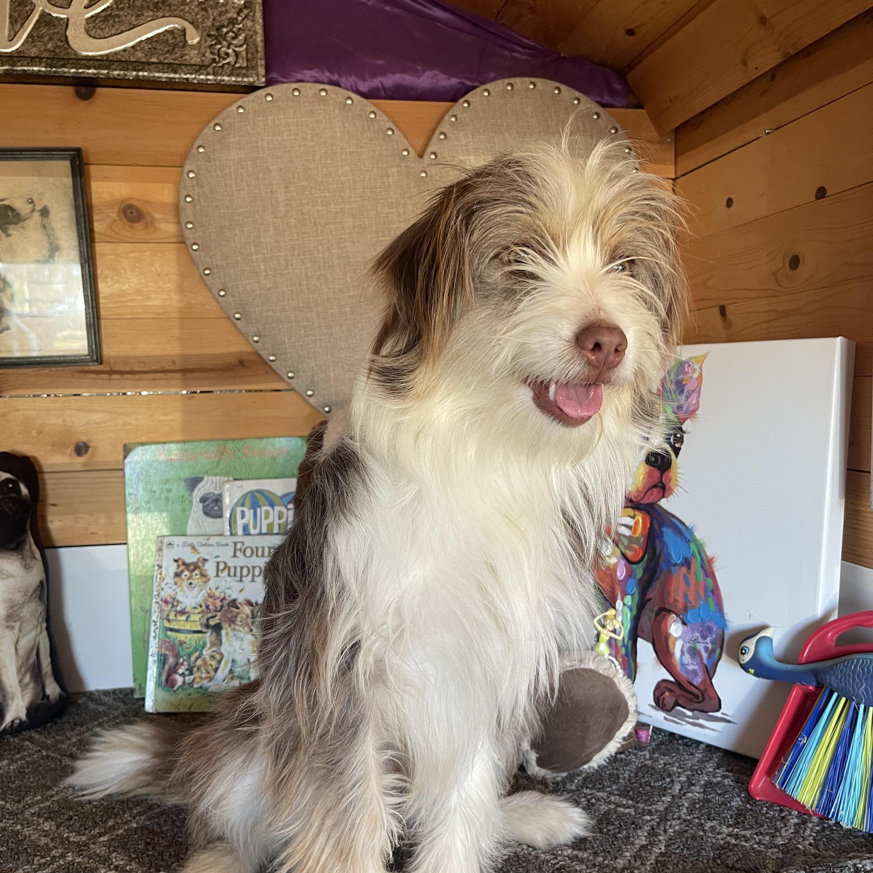 Enlarge Mary, an adopted mixed breed in Vacaville, CA image 2/3