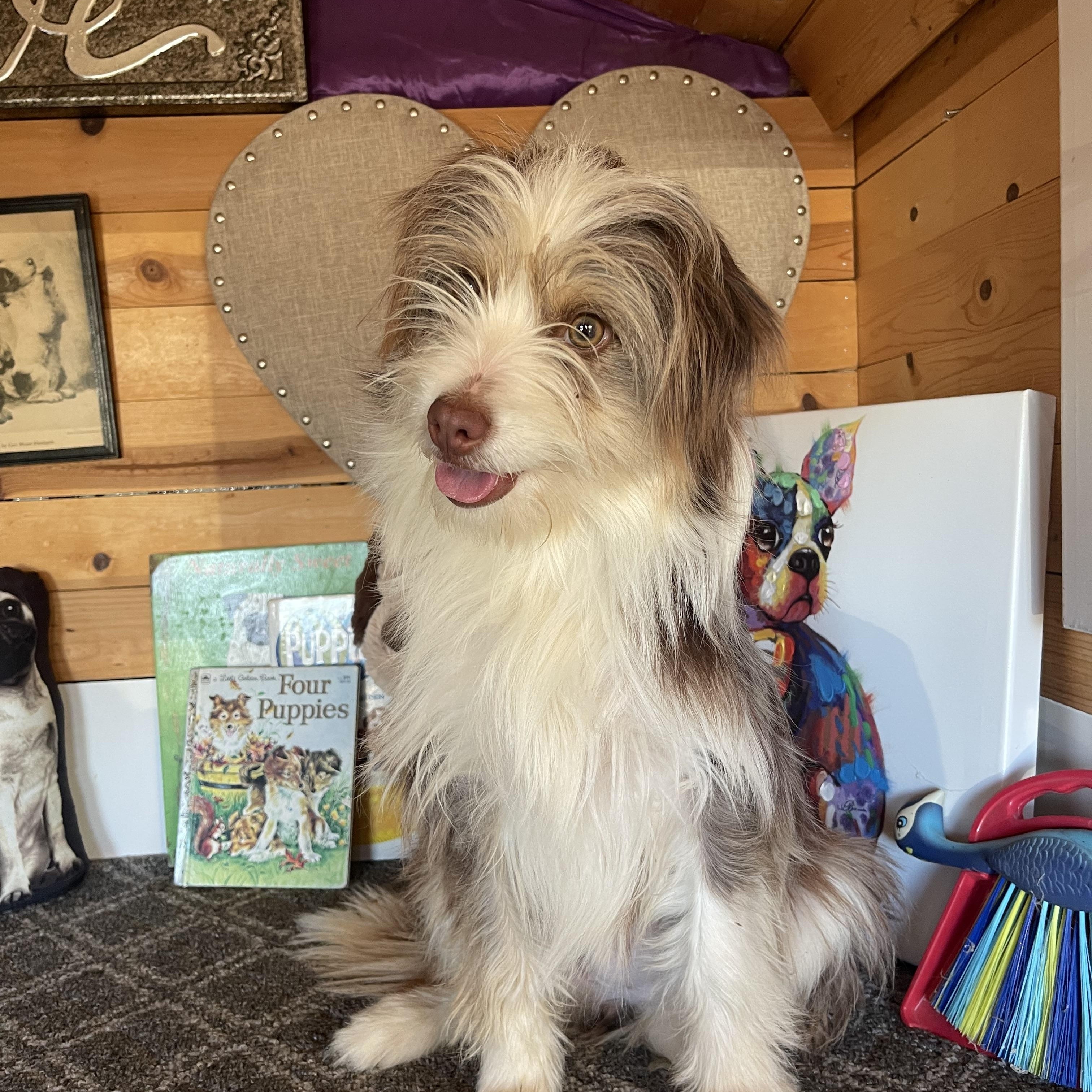 Enlarge Mary, an adopted mixed breed in Vacaville, CA image 3/3