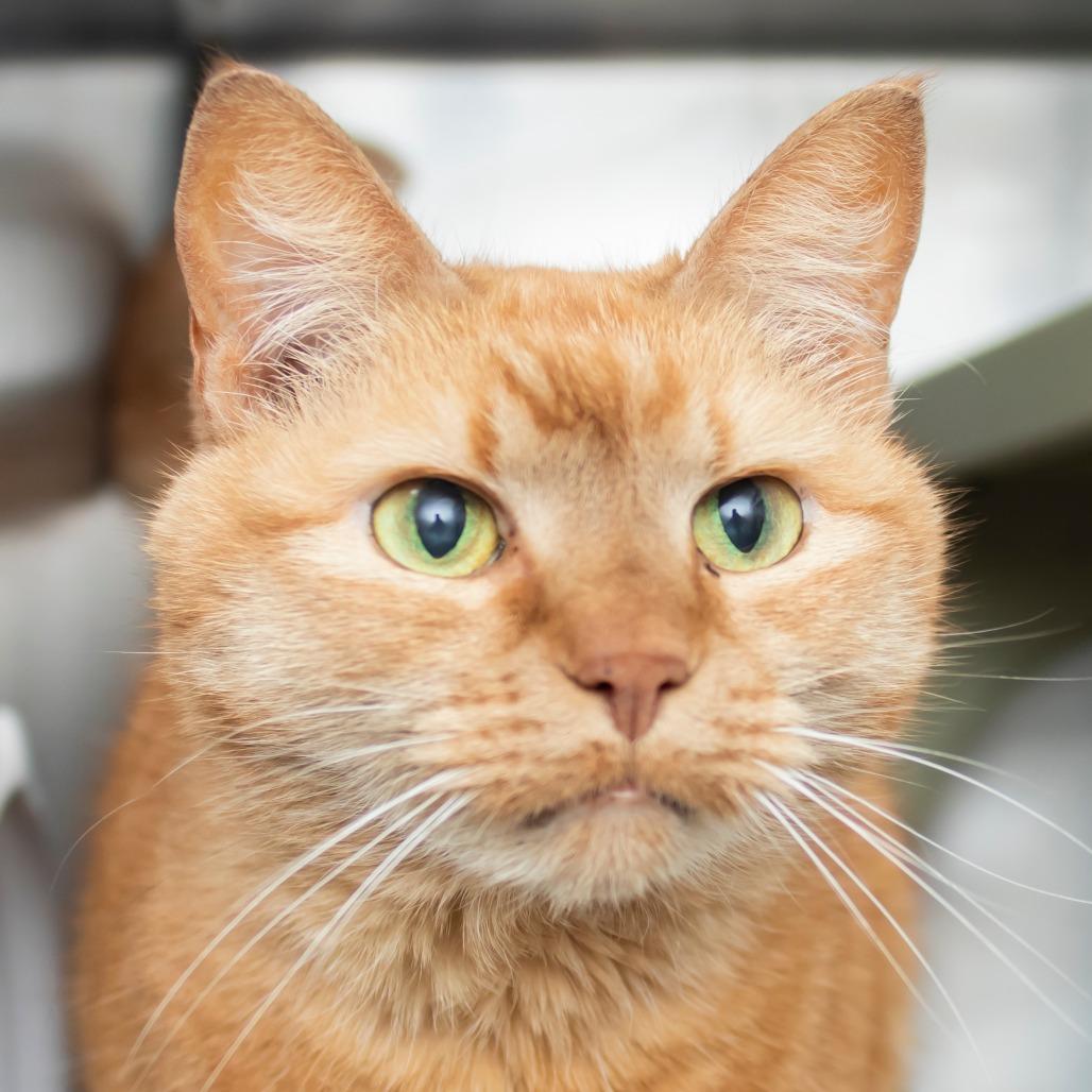 Enlarge Nala, a Adoptable Domestic Short Hair in Middletown, RI image 1/1