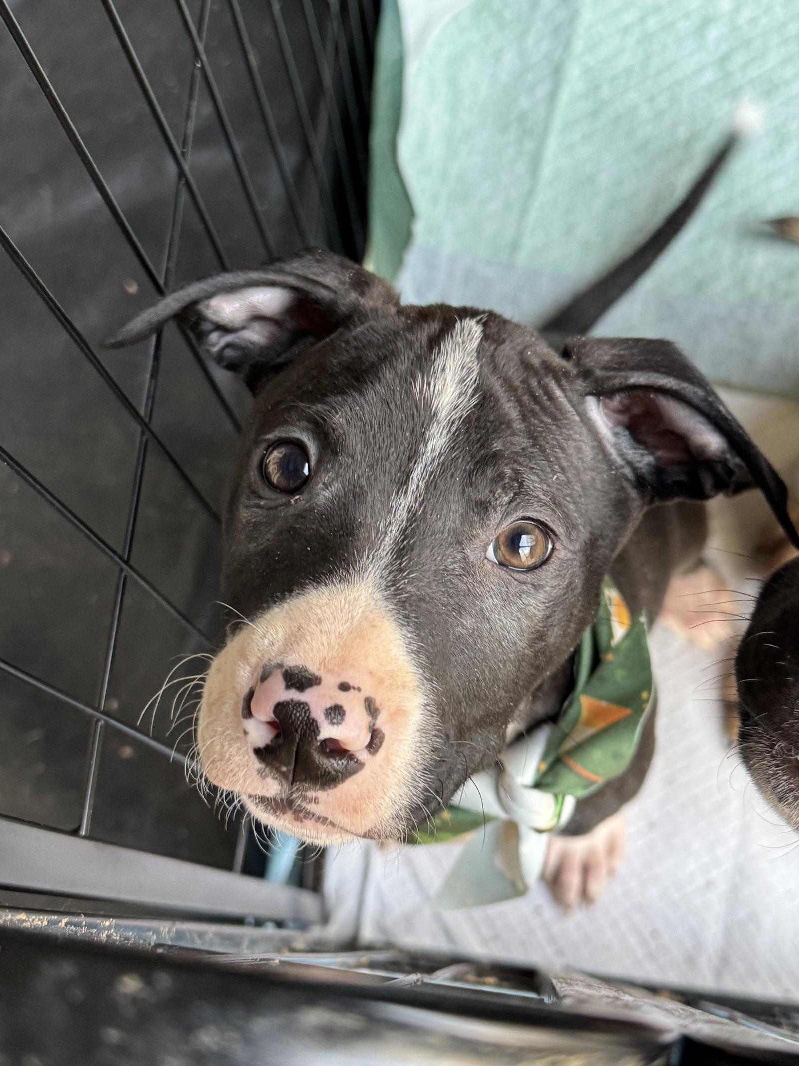 Roo, Adopted, Puppy Male American Staffordshire Terrier.