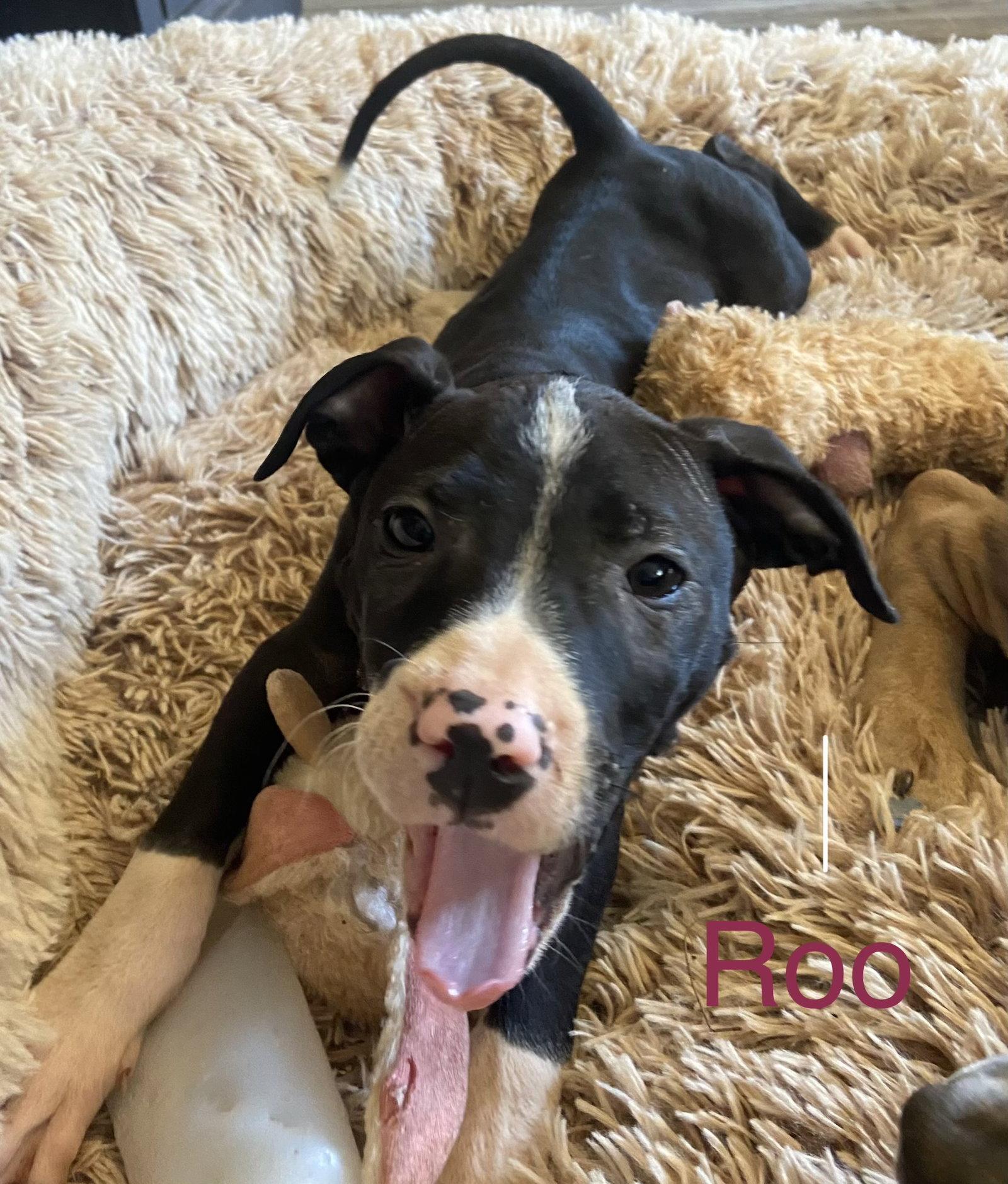 Roo, a Adopted American Staffordshire Terrier in Holly Springs, NC image 2/3