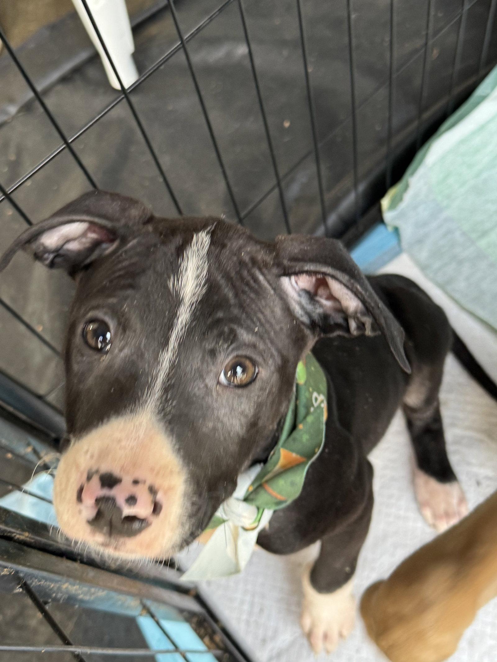 Roo, a Adopted American Staffordshire Terrier in Holly Springs, NC image 3/3