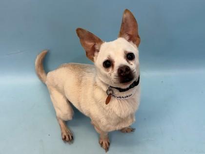 Enlarge Jax, a Adoptable mixed breed in Woodbury, MN image 1/1