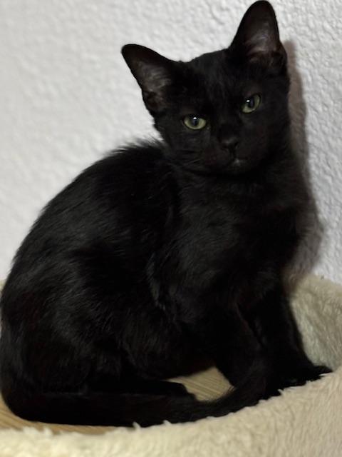 Enlarge Rogue, a Adoptable Domestic Short Hair in Schertz, TX image 1/1
