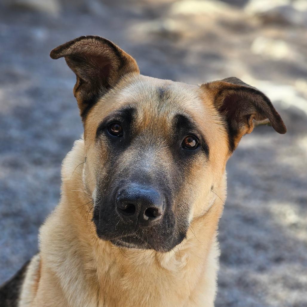Enlarge Strauss, a Adoptable mixed breed in Mount Shasta, CA image 5/6