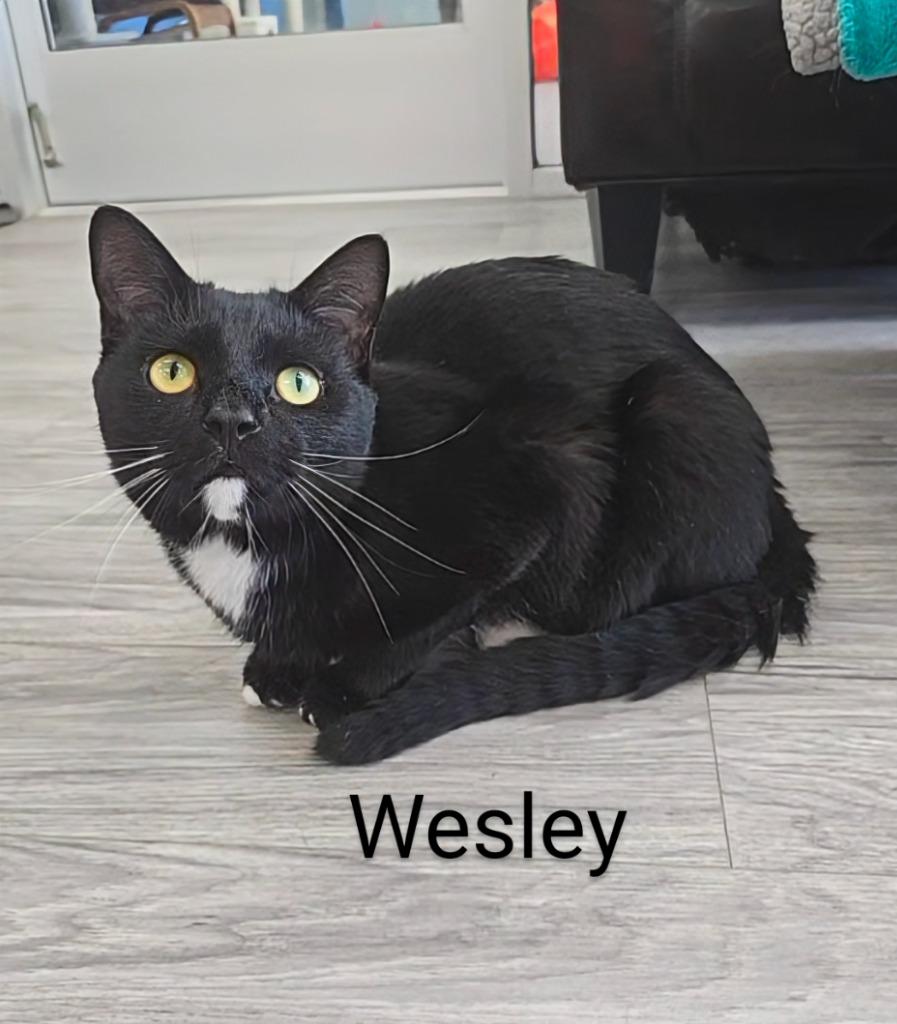 Wesley, a Adoptable mixed breed in Leonardtown, MD image 1/3