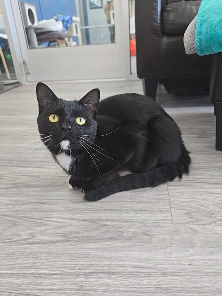 Wesley, a Adoptable mixed breed in Leonardtown, MD image 2/3