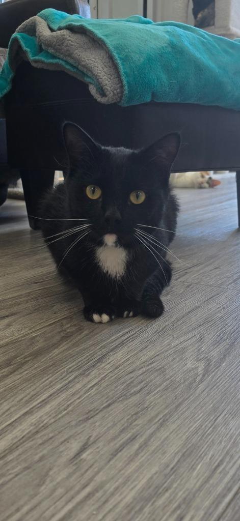 Wesley, a Adoptable mixed breed in Leonardtown, MD image 3/3