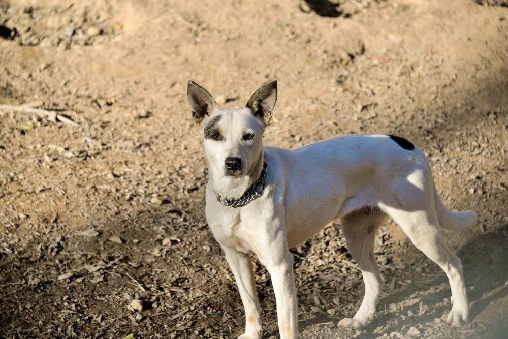 Ethel Mae, Adoptable, Adult Female Australian Cattle Dog / Blue Heeler.