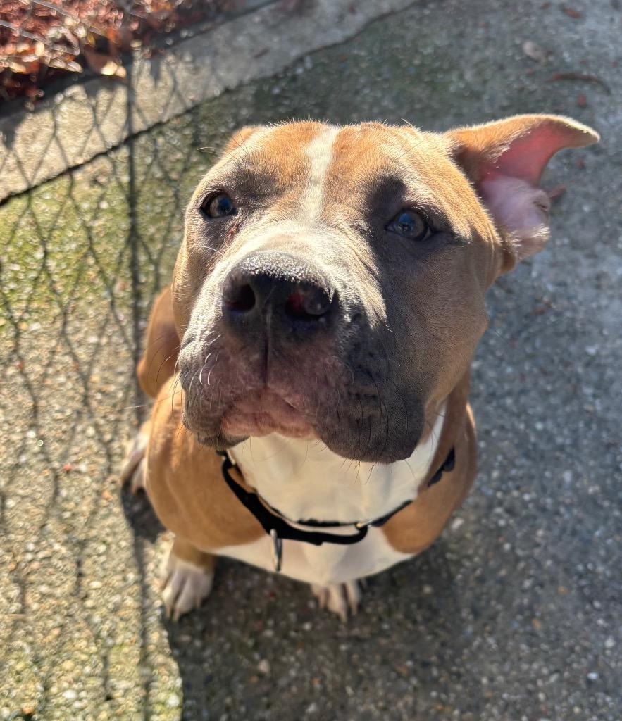 Basil, Adoptable, Young Female Boxer & American Bulldog.