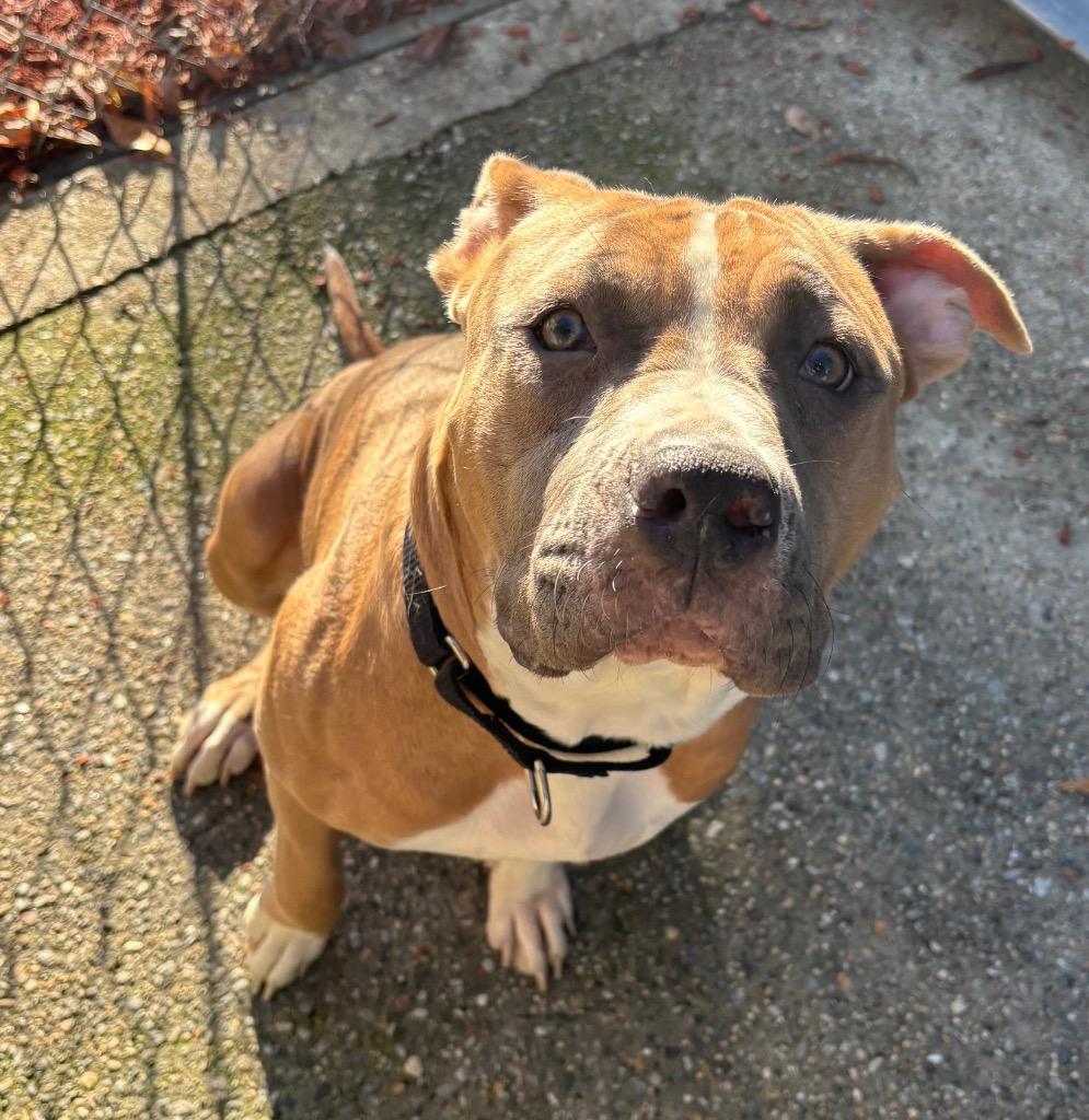 Enlarge Basil, a Adoptable mixed breed in Fall River, MA image 2/6