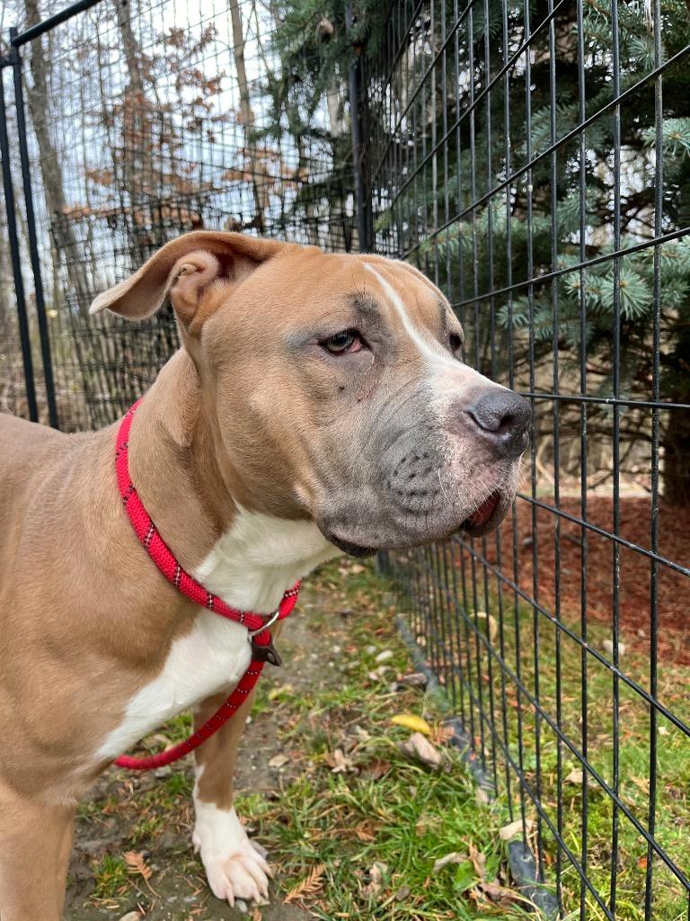 Enlarge Basil, a Adoptable mixed breed in Fall River, MA image 3/6