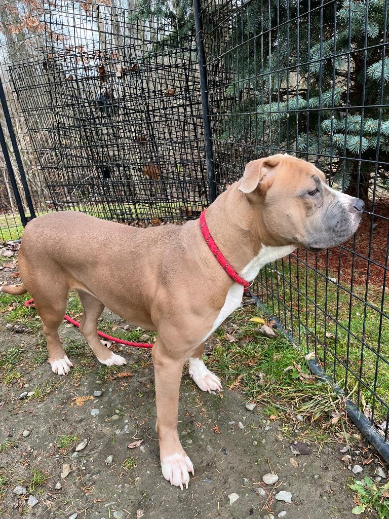 Enlarge Basil, a Adoptable mixed breed in Fall River, MA image 4/6