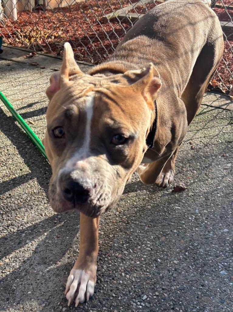 Enlarge Basil, a Adoptable mixed breed in Fall River, MA image 6/6