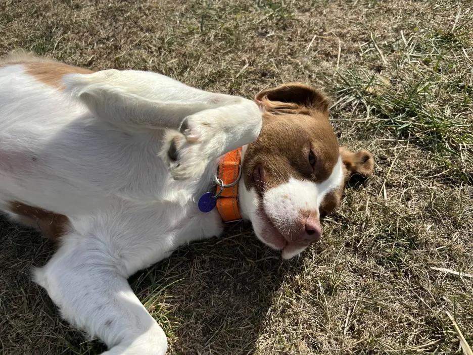 Wally, an adoptable Spaniel, Pit Bull Terrier in Mount Pleasant, IA, 52641 | Photo Image 3