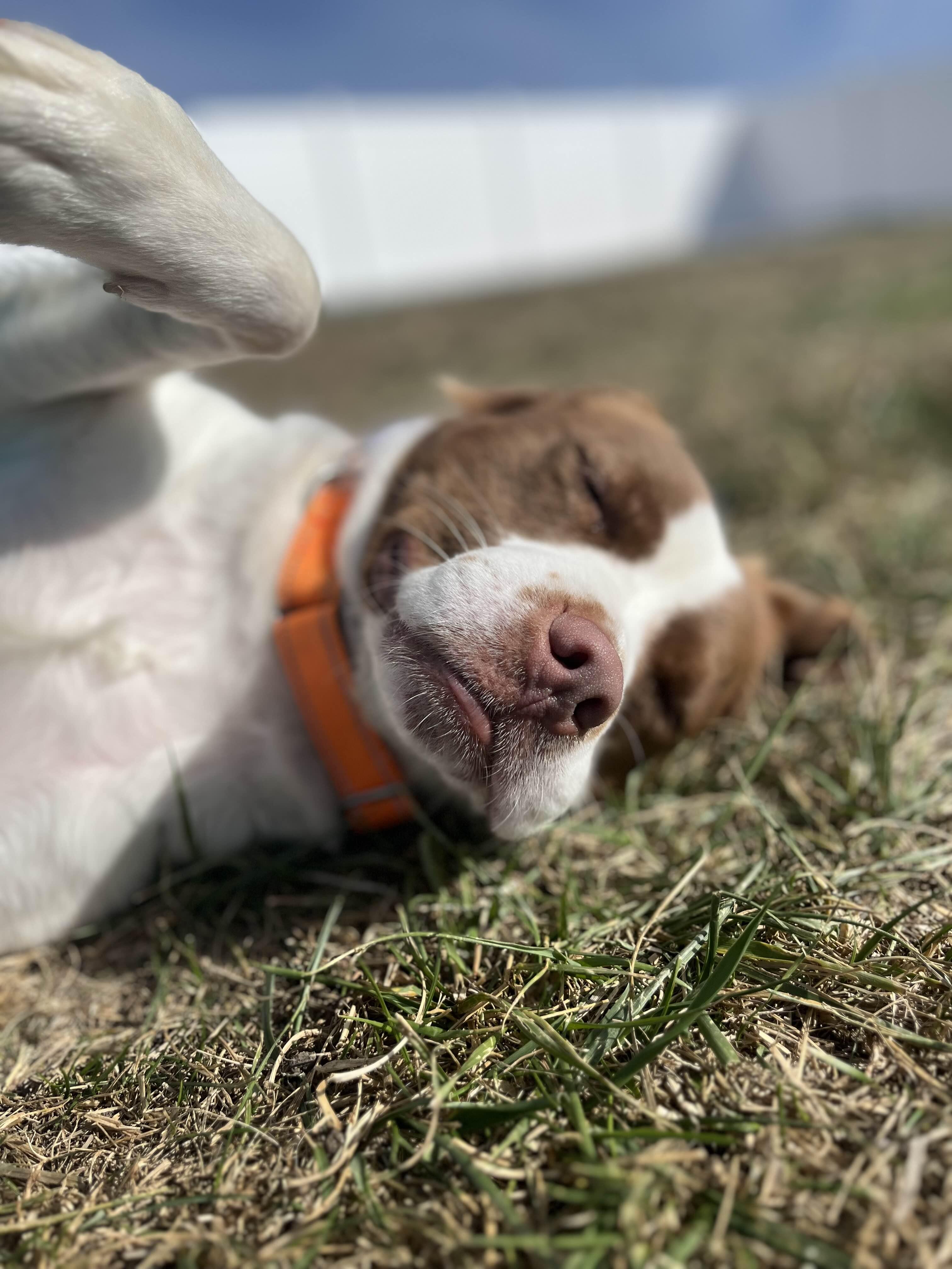 Wally, an adoptable Spaniel, Pit Bull Terrier in Mount Pleasant, IA, 52641 | Photo Image 5