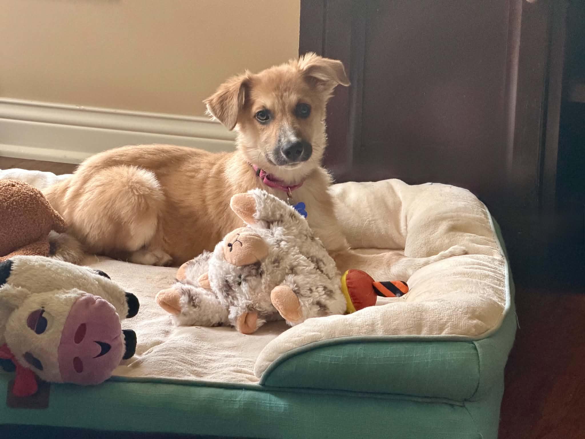 Sandy, a ADOPTABLE mixed breed in Columbia, MO image 5/5