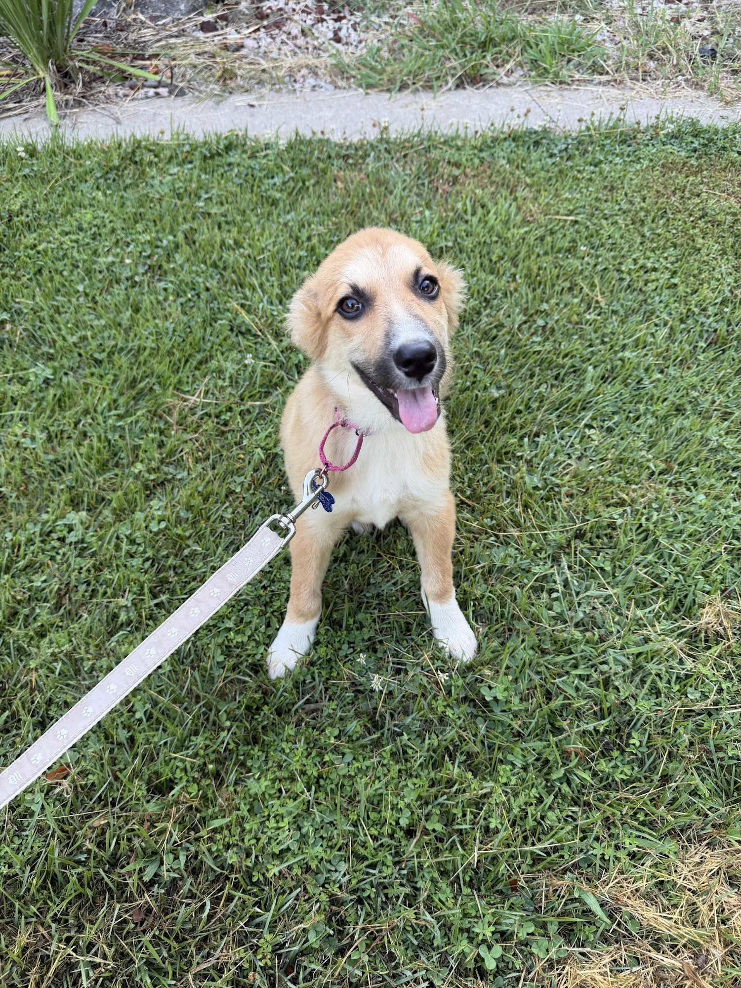 Sandy, a ADOPTABLE mixed breed in Columbia, MO image 3/5