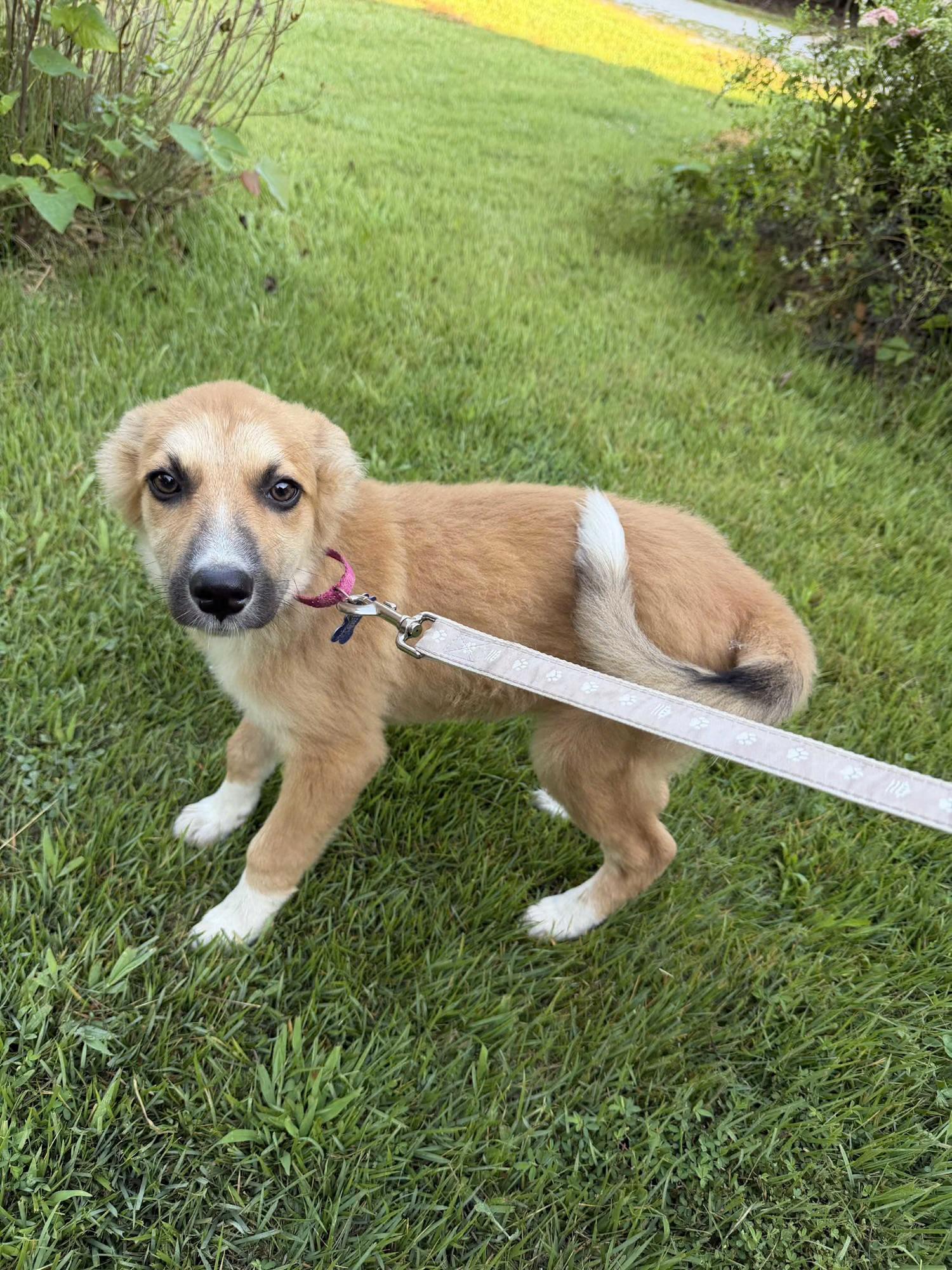 Sandy, a ADOPTABLE mixed breed in Columbia, MO image 2/5