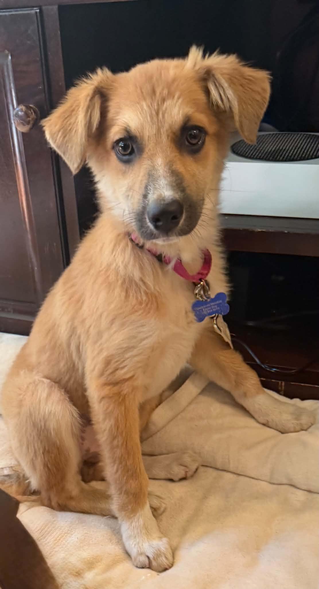 Sandy, ADOPTABLE, Puppy Female Shepherd.