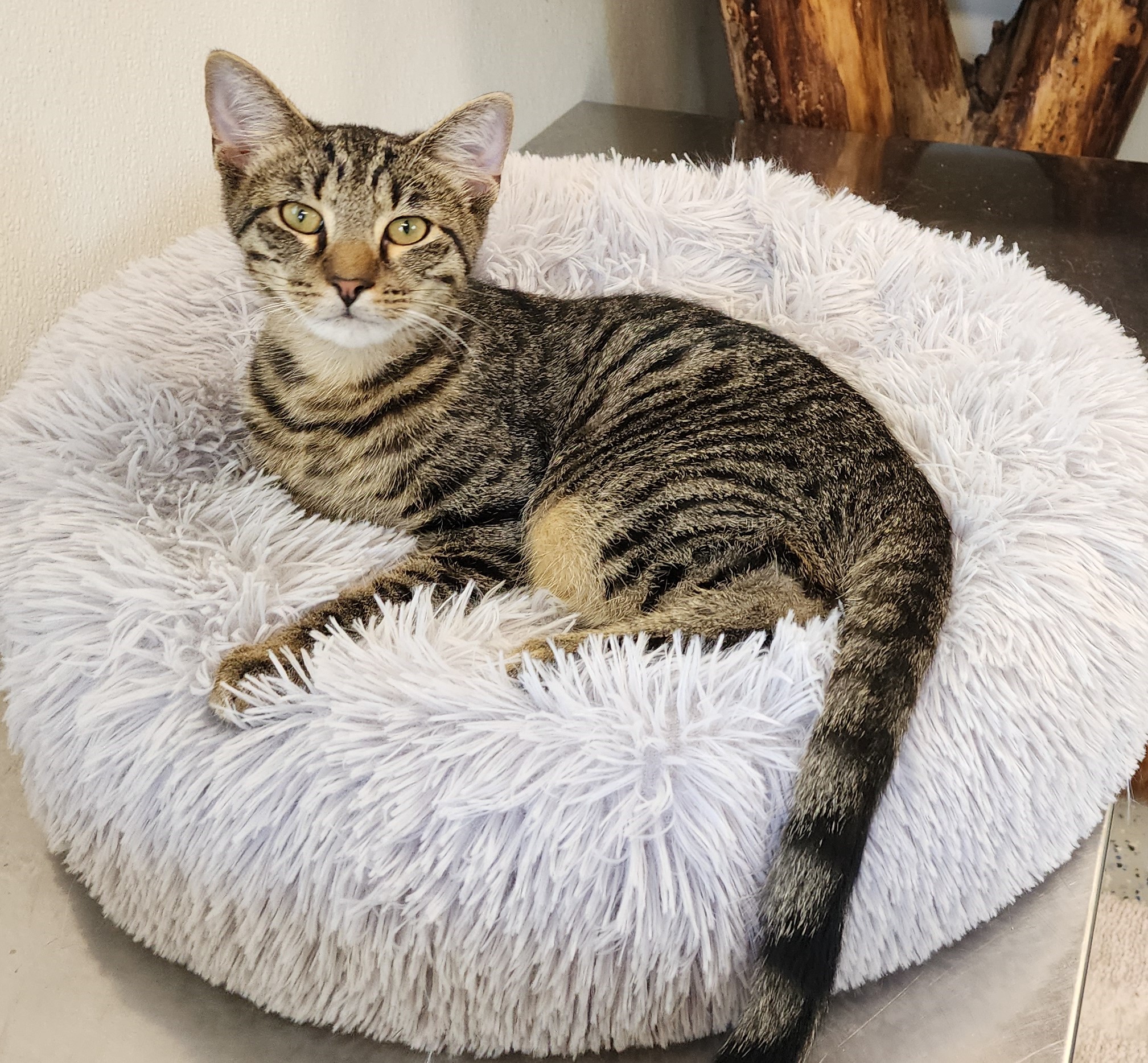 Devon, Young Male Domestic Short Hair