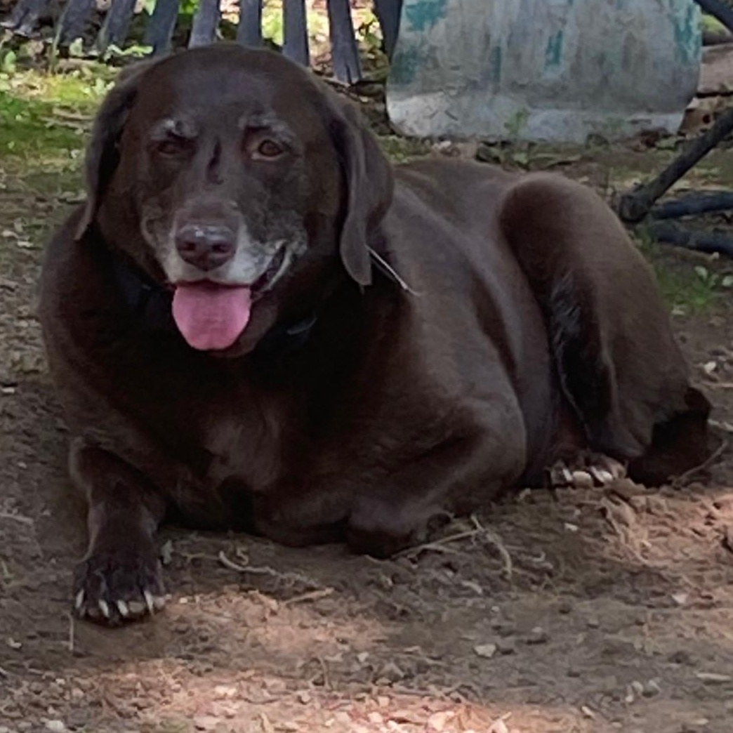 Enlarge Bailey, a ADOPTABLE mixed breed in Kent, CT image 1/4