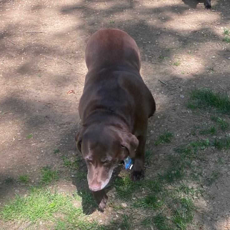 Enlarge Bailey, a ADOPTABLE mixed breed in Kent, CT image 3/4
